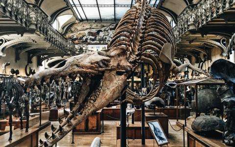 The Natural History Museum and its Grand Gallery of Evolution
